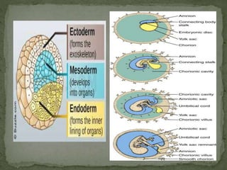 Process of conception | PPTX