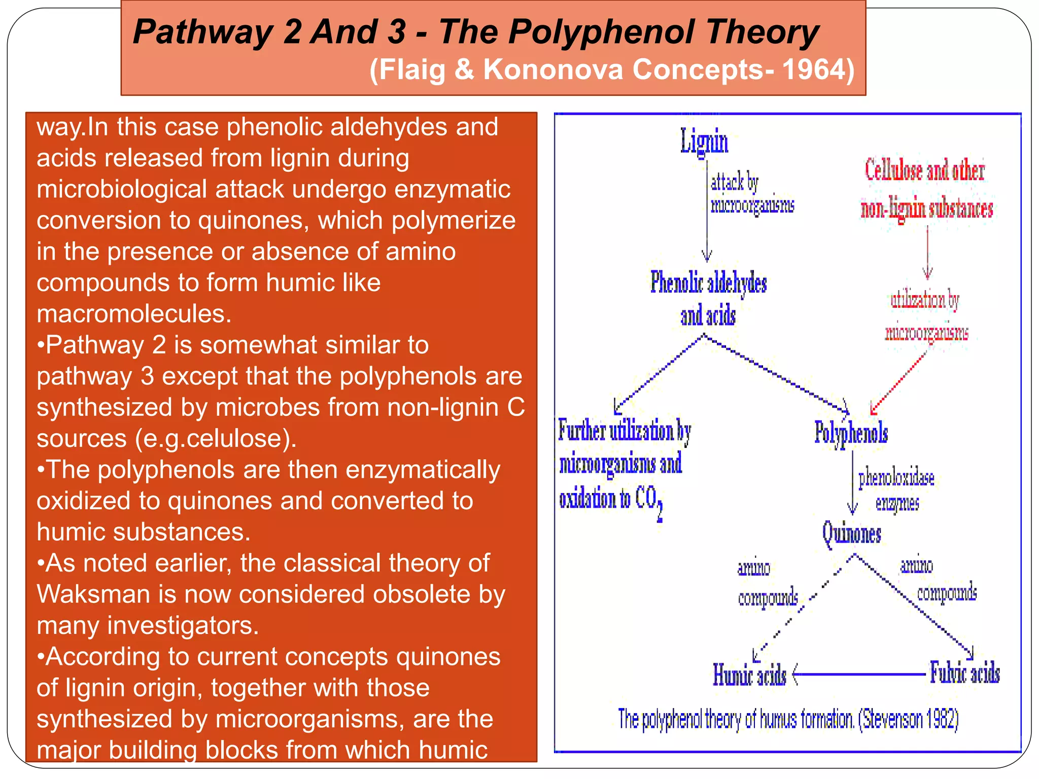 •In pathway 3 lignin still plays an important
role in humus synthesis, but in a different
way.In this case phenolic aldehydes and
acids released from lignin during
microbiological attack undergo enzymatic
conversion to quinones, which polymerize
in the presence or absence of amino
compounds to form humic like
macromolecules.
•Pathway 2 is somewhat similar to
pathway 3 except that the polyphenols are
synthesized by microbes from non-lignin C
sources (e.g.celulose).
•The polyphenols are then enzymatically
oxidized to quinones and converted to
humic substances.
•As noted earlier, the classical theory of
Waksman is now considered obsolete by
many investigators.
•According to current concepts quinones
of lignin origin, together with those
synthesized by microorganisms, are the
major building blocks from which humic
Pathway 2 And 3 - The Polyphenol Theory
(Flaig & Kononova Concepts- 1964)
 