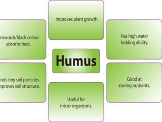 Process of humus formation | PPTX
