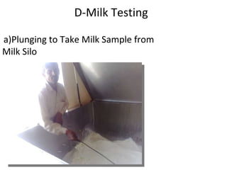   D-Milk Testing   a)Plunging to Take Milk Sample from Milk Silo 