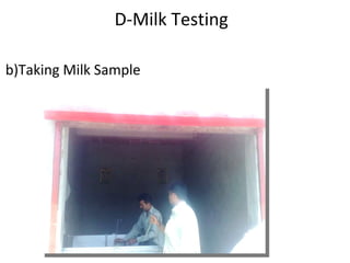   D-Milk Testing   b)Taking Milk Sample 