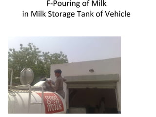   F-Pouring of Milk  in Milk Storage Tank of Vehicle 
