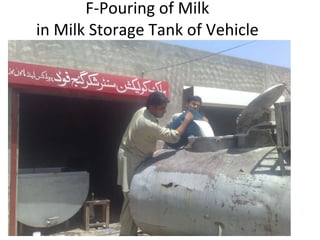   F-Pouring of Milk  in Milk Storage Tank of Vehicle 