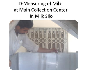   D-Measuring of Milk  at Main Collection Center  in Milk Silo 