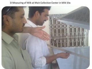   D-Measuring of Milk at Main Collection Center in Milk Silo 