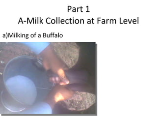 Part 1 A-Milk Collection at Farm Level   a)Milking of a Buffalo 