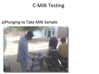   C-Milk Testing   a)Plunging to Take Milk Sample 
