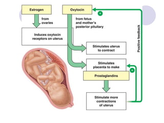 process of Normal labor (1).ppt