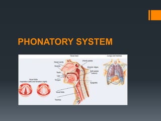 PHONATORY SYSTEM
 