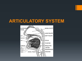 ARTICULATORY SYSTEM
 