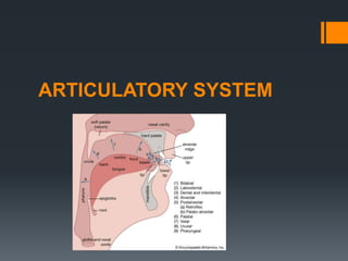 ARTICULATORY SYSTEM
 