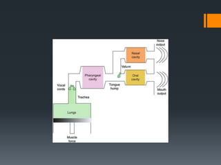 Process of speech production.pptx