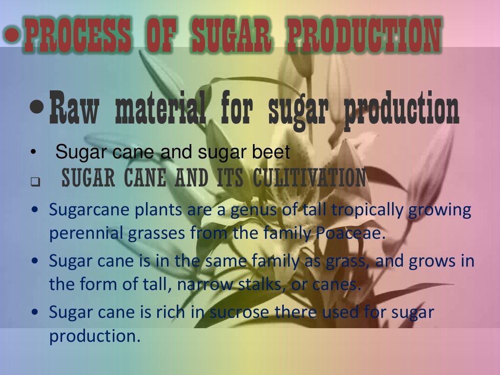 Process of sugar production from sugarcane sugar factory