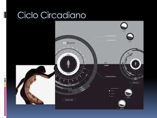 Ciclo Circadiano
 