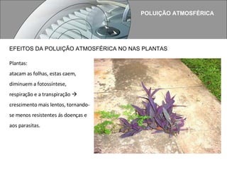 POLUIÇÃO ATMOSFÉRICA Plantas:  atacam as folhas, estas caem, diminuem a fotossíntese,  respiração e a transpiração    crescimento mais lentos, tornando-se menos resistentes ás doenças e aos parasitas. EFEITOS DA POLUIÇÃO ATMOSFÉRICA NO NAS PLANTAS 