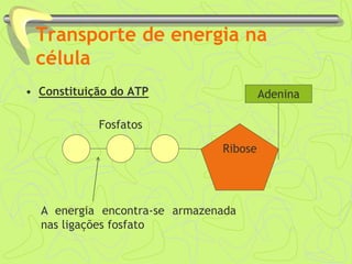 Transporte de energia na
célula
• Constituição do ATP
Ribose
Adenina
Fosfatos
A energia encontra-se armazenada
nas ligações fosfato
 