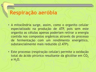 Respiração aeróbia
• A mitocôndria surge, assim, como o organito celular
especializado na produção de ATP, pois sem este
organito as células apenas poderiam retirar a energia
contida nos compostos orgânicos através do processo
de fermentação com um rendimento energético,
substancialmente mais reduzido (2 ATP).
• Este processo (respiração celular) permite a oxidação
total do ácido pirúvico resultante da glicólise em CO2
e H2O.
 