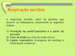 Respiração aeróbia
A respiração aeróbia, além da glicólise que
decorre no hialoplasma compreende as seguintes
etapas:
1) Formação de acetil-Coenzima A a partir do
piruvato
2) Ciclo de Krebs ou ciclo do ácido cítrico
3) Cadeia respiratória (transporte de eletrões e
fosforilação oxidativa)
 