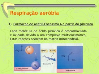 Respiração aeróbia
1) Formação de acetil-Coenzima A a partir do piruvato
Cada molécula de ácido pirúvico é descarboxilada
e oxidada devido a um complexo multienzimático.
Estas reações ocorrem na matriz mitocondrial.
 