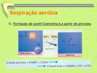 Respiração aeróbia
1) Formação de acetil-Coenzima A a partir do piruvato
 