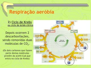 Respiração aeróbia
2) Ciclo de Krebs
ou ciclo do ácido cítrico
Depois ocorrem 2
descarboxilações,
sendo removidas duas
moléculas de CO2.
(Os dois carbonos que fazem
parte destas moléculas
provêm da acetil-CoA que
entra no ciclo de Krebs)
 
