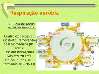 Respiração aeróbia
2) Ciclo de Krebs
ou ciclo do ácido cítrico
Quatro oxidações do
substrato, removendo-
se 8 hidrogénios (8e-
+8H+).
Seis dos hidrogénios
vão reduzir três
moléculas de NAD+,
formando-se 3 NADH;
 