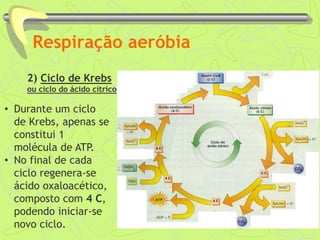 Respiração aeróbia
2) Ciclo de Krebs
ou ciclo do ácido cítrico
• Durante um ciclo
de Krebs, apenas se
constitui 1
molécula de ATP.
• No final de cada
ciclo regenera-se
ácido oxaloacético,
composto com 4 C,
podendo iniciar-se
novo ciclo.
 