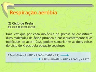 Respiração aeróbia
2) Ciclo de Krebs
ou ciclo do ácido cítrico
• Uma vez que por cada molécula de glicose se constituem
duas moléculas de ácido pirúvico e consequentemente duas
moléculas de acetil-CoA, podem sumariar-se as duas voltas
do ciclo de Krebs pela equação seguinte:
 