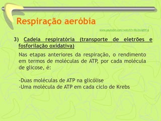 Respiração aeróbia
3) Cadeia respiratória (transporte de eletrões e
fosforilação oxidativa)
www.youtube.com/watch?v=8zJjoJgNV-g
Nas etapas anteriores da respiração, o rendimento
em termos de moléculas de ATP, por cada molécula
de glicose, é:
-Duas moléculas de ATP na glicólise
-Uma molécula de ATP em cada ciclo de Krebs
 