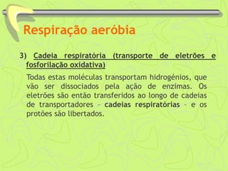 Respiração aeróbia
3) Cadeia respiratória (transporte de eletrões e
fosforilação oxidativa)
Todas estas moléculas transportam hidrogénios, que
vão ser dissociados pela ação de enzimas. Os
eletrões são então transferidos ao longo de cadeias
de transportadores – cadeias respiratórias – e os
protões são libertados.
 
