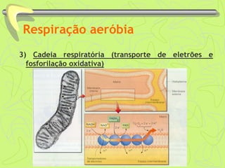 Respiração aeróbia
3) Cadeia respiratória (transporte de eletrões e
fosforilação oxidativa)
 