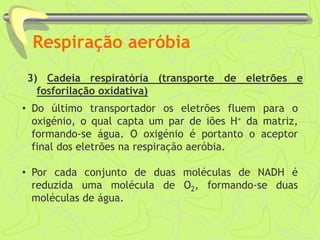 Respiração aeróbia
3) Cadeia respiratória (transporte de eletrões e
fosforilação oxidativa)
• Do último transportador os eletrões fluem para o
oxigénio, o qual capta um par de iões H+ da matriz,
formando-se água. O oxigénio é portanto o aceptor
final dos eletrões na respiração aeróbia.
• Por cada conjunto de duas moléculas de NADH é
reduzida uma molécula de O2, formando-se duas
moléculas de água.
 