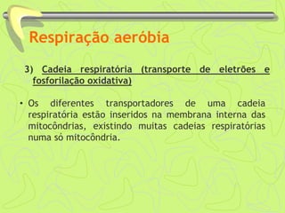 Respiração aeróbia
3) Cadeia respiratória (transporte de eletrões e
fosforilação oxidativa)
• Os diferentes transportadores de uma cadeia
respiratória estão inseridos na membrana interna das
mitocôndrias, existindo muitas cadeias respiratórias
numa só mitocôndria.
 