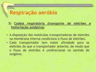 Respiração aeróbia
3) Cadeia respiratória (transporte de eletrões e
fosforilação oxidativa)
• A disposição das moléculas transportadoras de eletrões
na membrana interna condiciona o fluxo de eletrões.
• Cada transportador tem maior afinidade para os
eletrões do que o transportador anterior, de modo que
o fluxo de eletrões é unidirecional no sentido do
oxigénio.
 