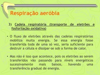 Respiração aeróbia
3) Cadeia respiratória (transporte de eletrões e
fosforilação oxidativa)
• O fluxo de eletrões através das cadeias respiratórias
mobiliza muita energia. Se essa energia fosse
transferida toda de uma só vez, seria suficiente para
destruir a célula e dissipar-se sob a forma de calor.
• Mas não é isso que acontece, pois os eletrões ao serem
transferidos vão passando para níveis energéticos
sucessivamente mais baixos, havendo uma
transferência gradual de energia.
 