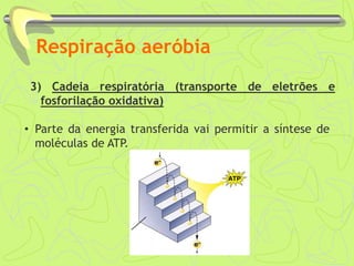 Respiração aeróbia
3) Cadeia respiratória (transporte de eletrões e
fosforilação oxidativa)
• Parte da energia transferida vai permitir a síntese de
moléculas de ATP.
 