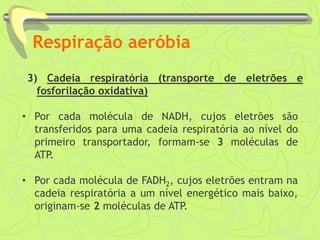 Respiração aeróbia
3) Cadeia respiratória (transporte de eletrões e
fosforilação oxidativa)
• Por cada molécula de NADH, cujos eletrões são
transferidos para uma cadeia respiratória ao nível do
primeiro transportador, formam-se 3 moléculas de
ATP.
• Por cada molécula de FADH2, cujos eletrões entram na
cadeia respiratória a um nível energético mais baixo,
originam-se 2 moléculas de ATP.
 