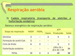 Respiração aeróbia
3) Cadeia respiratória (transporte de eletrões e
fosforilação oxidativa)
Balanço energético da respiração aeróbia:
Etapa da respiração NADH FADH2
ATP
Gasto Produzido Saldo
Glicólise 2 - 2 4 2
Formação de acetil-CoA 2 - - - -
Ciclo de Krebs 6 2 - 2 2
Fosforilação oxidativa - - -
(10 x 3) +
(2 x 2) = 34
34
TOTAL 10 2 2 40 38
 