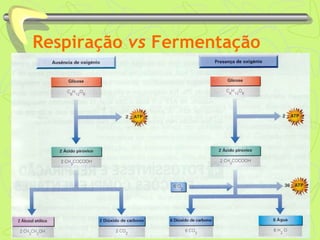 Respiração vs Fermentação
 