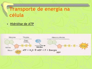 Transporte de energia na
célula
• Hidrólise de ATP
 