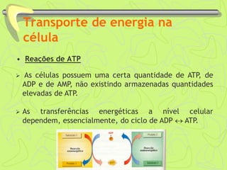 Transporte de energia na
célula
 As células possuem uma certa quantidade de ATP, de
ADP e de AMP, não existindo armazenadas quantidades
elevadas de ATP.
 As transferências energéticas a nível celular
dependem, essencialmente, do ciclo de ADP  ATP.
• Reações de ATP
 