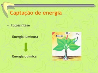 Captação de energia
• Fotossíntese
Energia luminosa
Energia química
 