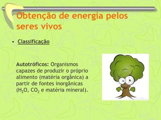 Obtenção de energia pelos
seres vivos
• Classificação
Autotróficos: Organismos
capazes de produzir o próprio
alimento (matéria orgânica) a
partir de fontes inorgânicas
(H2O, CO2 e matéria mineral).
 