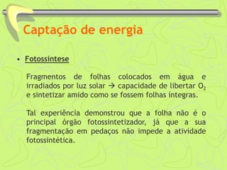 Captação de energia
• Fotossíntese
Fragmentos de folhas colocados em água e
irradiados por luz solar  capacidade de libertar O2
e sintetizar amido como se fossem folhas íntegras.
Tal experiência demonstrou que a folha não é o
principal órgão fotossintetizador, já que a sua
fragmentação em pedaços não impede a atividade
fotossintética.
 