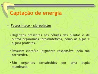 Captação de energia
• Fotossíntese - cloroplastos
• Organitos presentes nas células das plantas e de
outros organismos fotossintéticos, como as algas e
alguns protistas.
• Possuem clorofila (pigmento responsável pela sua
cor verde).
• São organitos constituídos por uma dupla
membrana.
 