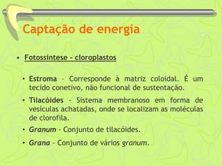 Captação de energia
• Fotossíntese - cloroplastos
• Estroma – Corresponde à matriz coloidal. É um
tecido conetivo, não funcional de sustentação.
• Tilacóides - Sistema membranoso em forma de
vesículas achatadas, onde se localizam as moléculas
de clorofila.
• Granum - Conjunto de tilacóides.
• Grana – Conjunto de vários granum.
 