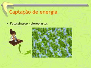 Captação de energia
• Fotossíntese - cloroplastos
 