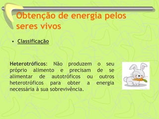Obtenção de energia pelos
seres vivos
• Classificação
Heterotróficos: Não produzem o seu
próprio alimento e precisam de se
alimentar de autotróficos ou outros
heterotróficos para obter a energia
necessária à sua sobrevivência.
 