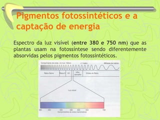 Pigmentos fotossintéticos e a
captação de energia
Espectro da luz visível (entre 380 e 750 nm) que as
plantas usam na fotossíntese sendo diferentemente
absorvidas pelos pigmentos fotossintéticos.
 