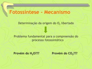 Fotossíntese - Mecanismo
Determinação da origem do O2 libertado
Problema fundamental para a compreensão do
processo fotossintético
Provém do H2O??? Provém do CO2???
 
